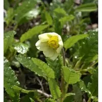 Silberwurz Sudermann - Dryas suendermannii