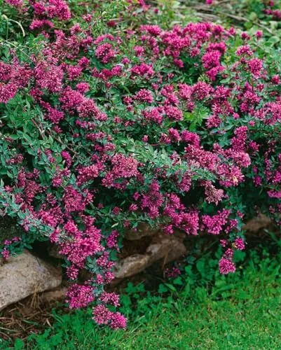 Origanum laevigatum 'Herrenhausen' 9x9 cm Topf – Winterhart, Mehrjährig, Pflegeleicht – Zier-Oregano – Staude für Beet & Steingarten