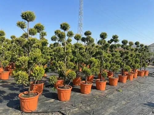 Cupressocyparis Leylandii Gold Rider Pom Pon – 220 cm – Winterhart - 🌳 Stilvolle Pom-Pon Konifere – Blickfang für Garten & Terrasse! Mit 220 cm Höhe sorgt sie für Struktur und Privatsphäre. Pflegeleicht und winterhart bis -16°C, ideal für jedes Klima. Inkl. 35L Topf für flexibles Gestalten.