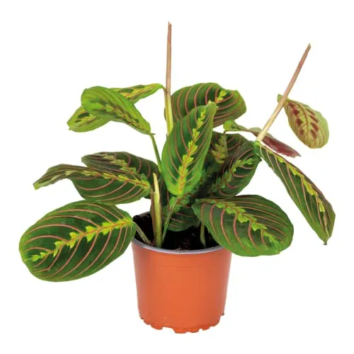 Bloomique - Maranta Tricolor - Gebetspflanze - Zimmerpflanzen - Luftreinigend - Höhe 10-15 cm - Topf 12 cm