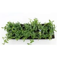 Bodendecker Vinca Minor P 0,5