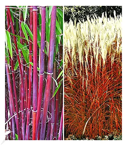 BALDUR Garten 2er Gräser-Kollektion winterhart, Pflanzen im Topf, besteht aus je 1 Pflanze roter Bambus Chinese Wonder Fargesia jiuzhaigou No.1 und Ziergras Indian Summer Chinaschilf, mehrjährig