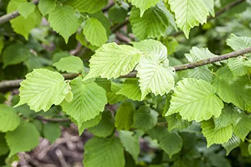 Corylus avellana 60–100 cm – Winterhart, Mehrjährig, Pflegeleicht – Haselnussstrauch – Heckenpflanze für Garten & Sichtschutz