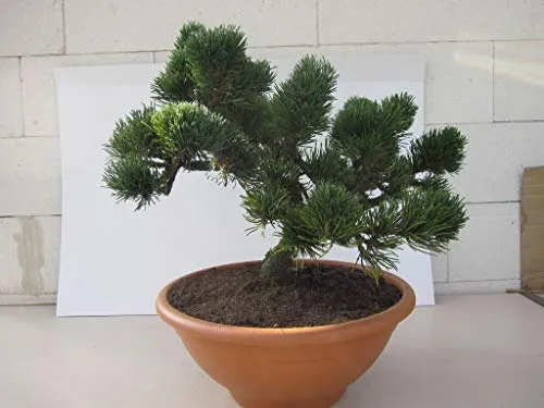 Pinus mugo Jacobsen - Zwergige Latschenkiefer Bonsai - Kompakter 15 Jahre alter Bonsai in stilvoller Schale. Ideal für Einsteiger und Bonsai-Liebhaber, bringt die Zwergige Latschenkiefer Natur ins Zuhause.