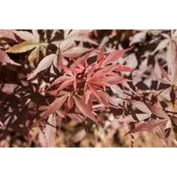 Fächerahorn Acer palmatum 'Skeeters Broom' - Ziergehölz mit intensiver roter Laubfärbung im Herbst, ideal für kleine Gärten oder Terrassen, pflegeleicht und winterhart, fördert ökologische Vielfalt.