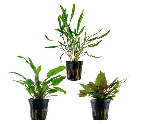 Dehner Aqua Aquarienpflanzen Set Cryptocoryne 238, 3-teilig - Set mit 3 robusten Wasserpflanzen für Süßwasser-Aquarien: Pflegeleicht, ideal für Aquascaping. Die verschiedenen Sorten bringen Farbe und Vielfalt in Ihr Unterwasserparadies.