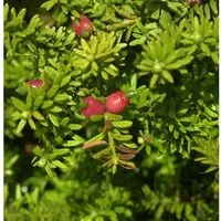 Schnee Steineibe 40-60cm - Podocarpus nivalis