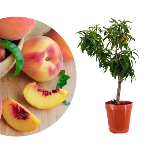 Zwergpfirsichbaum 'Nana' - Winterharter Stämmchen für Garten & Balkon - Kompakter Zwergpfirsichbaum (Prunus persica) mit pinken Blüten und köstlichen Früchten. Ideal für sonnige Standorte, pflegeleicht und perfekt für Hobbygärtner. Höhe inkl. Topf ca. 80-90 cm.