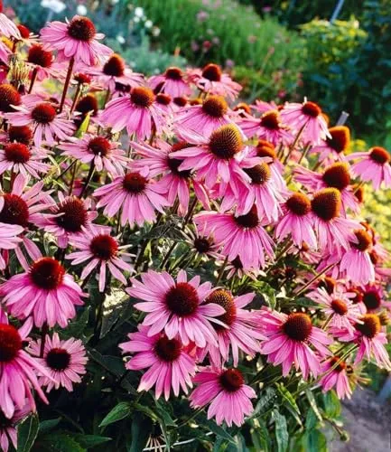 BALDUR Garten Echinacea purpurea - Purpuroter Sonnenhut im 9x9 cm-Topf - Bienen- und schmetterlingsfreundliche, winterharte Staude für Sonne bis Halbschatten. Blühend von Juli bis September, geringer Pflegeaufwand und mehrjährig.