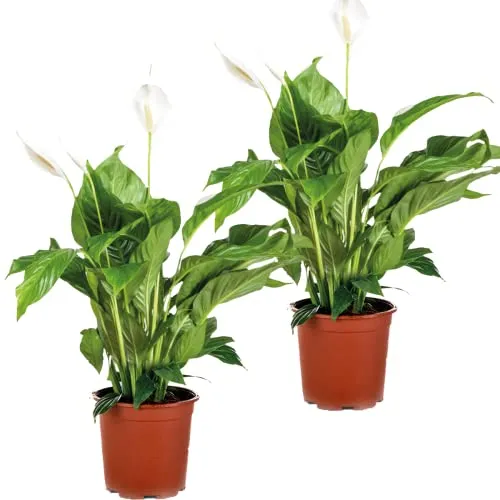 Bloomique - 2er-Set - Spathiphyllum Torelli - Friedenslilie - Einblatt Zimmerpflanze - Zimmerpflanzen - Luftreinigend - Höhe 60-70 cm - Topf 17 cm