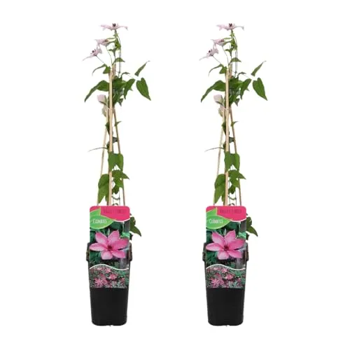 Bloomique - 2er-Set - Clematis Hagley Hybrid - Waldrebe - Rosa - Kletterpflanzen - Gartenpflanzen - Winterhart - Topf 15 cm - 70-80 cm hoch