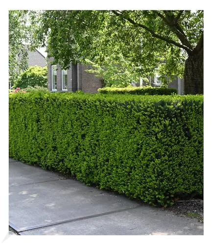 BALDUR Garten 1x Eiben-Hecke, Pflanze im 9x9 cm-Topf, Taxus baccata, winterhart, Heckenpflanze, immergrün, für Standort im Schatten geeignet, Sichtschutz, weiche Nadeln