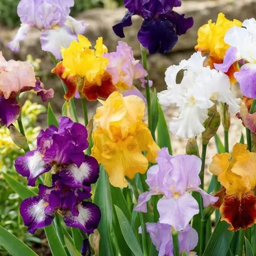 Winterharte Schwertlilien - Iris Germanica Kollektion - 5 Wurzeln - Blumensamen & -pflanzen: 5 pflanzfertige Iriswurzeln aus Holland, winterhart und mehrjährig für spektakuläre Blütenpracht in Ihrem Garten.