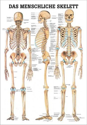 Ruediger Anatomie TA03LAM Das menschliche Skelett Tafel - Medizinische Schulungsmaterialien mit anatomisch genauen Zeichnungen auf laminiertem Hochglanzpapier, ideal für den Unterricht und die medizinische Ausbildung.