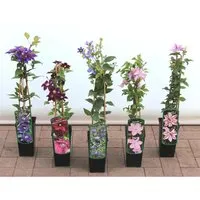 Clematis Hybride Honora Waldrebe Violett 40–60 cm