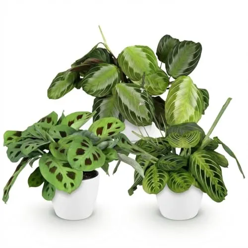 Green boutiQ - Zimmerpflanze - Marantha Silverband, Marantha Lemon Lime Marantha Kerchoveana - Gebetspflanze - Haustierfreundliche Pflanze - Grün - 3 Pflanzen - mit Potter Weiß - Topf 12cm - Höhe 25cm