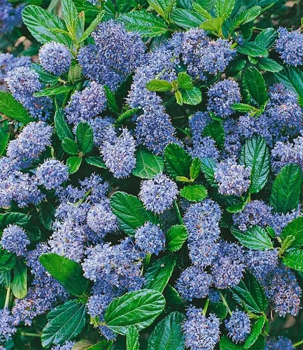 BALDUR Garten Blauer Ceanothus 'Blue Mound',6 Pflanzen