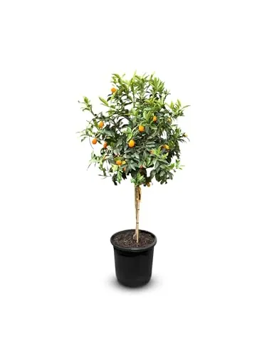Sunny Tree - Kumquat - Fortunella - Zitrusbaum - Obstbaum - 8 jahre alt - 160 zentimeter