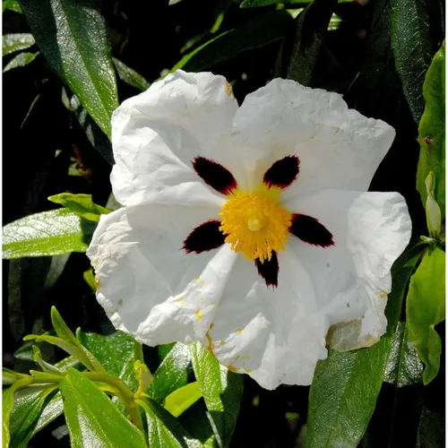 Zistrose Alan Fradd - Cistus purpurea - Sträucher, immergrüne Pflanze mit schöner Blüte von Juni bis September, ideal für sonnige Gärten und trockene Standorte.