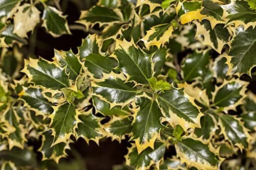 Ilex aquifolium 'Rubricaulis Aurea' – Pflegeleichte Stechpalme für Hecken und Sichtschutz - Winterharte, immergrüne Heckenpflanze mit gelb gerandeten Blättern. Ideal für Vorgärten, Terrassen und als Sichtschutz. Robust, schnittverträglich und bienenfreundlich.
