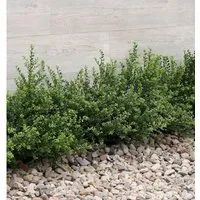 Japanische Zwerg Stechpalme Green Lustre 30-40cm - Ilex crenata