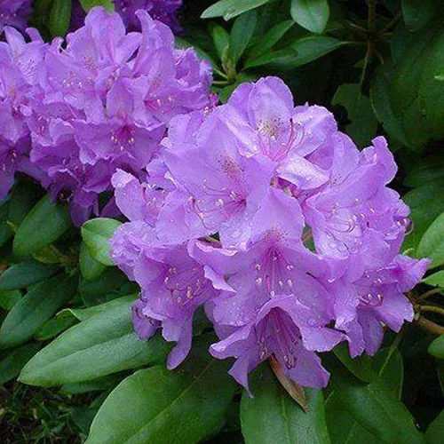 Rhododendron 'Catawbiense' grandiflorum | 40-50 cm in Container