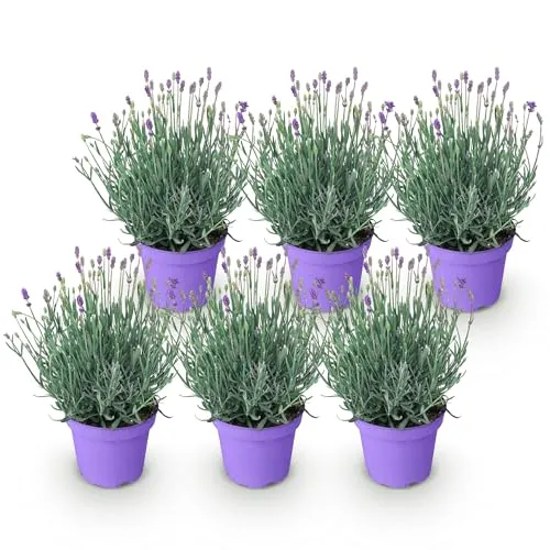 Green boutiQ - Gartenpflanze - Lavandula angustifolia Munstead - Lavendel - Winterhart - Lila - 6 Pflanzen - Topf 12cm - Höhe 15-25cm