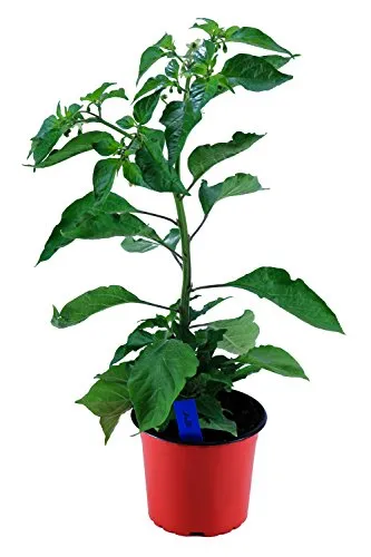 Indischer Chili, Dorset Naga, Cresto Sibirische Hauspaprika, Chili Pflanze aus Nachhaltigem Anbau!