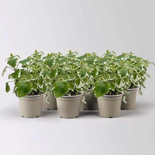 Plectranthus 'Variegata' - Pflegeleichte Blattschmuckpflanze im 12 cm Topf - EDLE SCHMUCKPFLANZE: Der Plectranthus 'Variegata' ist eine pflegeleichte Blattschmuckpflanze, ideal für die Sommerbepflanzung. Sie bringt angenehmen Duft und hilft, Mücken und Motten fernzuhalten. Perfekt für Garten und Terrasse!