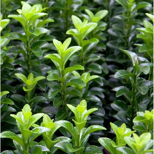 Kugelschnitt Japanspindel Green Wonder 25-30cm - Euonymus japonicus - Sträucher, winterharte und immergrüne Pflanze mit kompakter Wuchsform, ideal für pflegeleichte Gärten.
