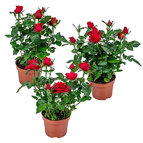 Bloomique - 3er-Set - Topfrosen Rot - Für drinnen und draußen geeignet - Zimmerpflanzen - Gartenpflanzen - Terrassenpflanzen - Winterhart - Höhe 20-30 cm - Topf 12 cm