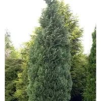 Blaue Säulenzypresse 30-40cm - Chamaecyparis,awsoniana