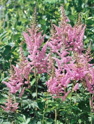 Astilbe chinensis 'Visions in Pink' 11x11 cm Topf – Winterhart, Mehrjährig & Pflegeleicht – Prachtspiere – Staude für Schattenbeet & Garten