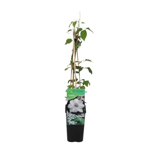 Bloomique - Clematis Miss Bateman - Waldrebe - Weiß - Kletterpflanzen - Gartenpflanzen - Winterhart - Topf 15 cm - 70-80 cm hoch