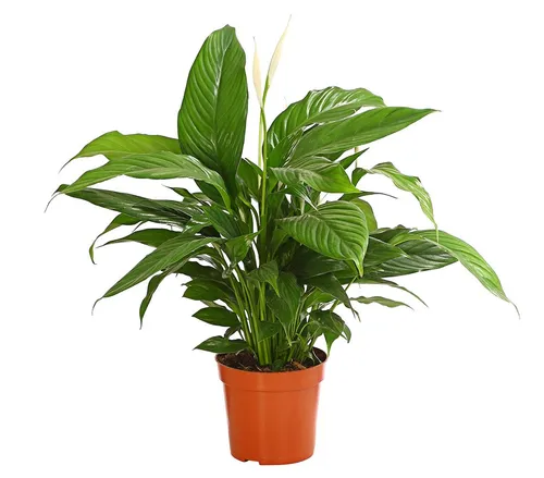 Dehner Einblatt Air So Pure® Spathiphyllum Bingo, 60-65 cm - Pflegeleichte Zimmerpflanze mit eleganten weißen Blüten, ideal für hellere bis halbschattige Standorte. Bringt frische Luft in Ihr Zuhause und sorgt für ein angenehmes Raumklima.