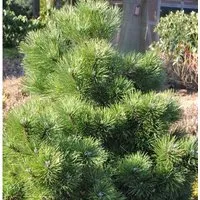 Gedrungene Zwerg Schwarzkiefer 40-50cm - Pinus nigra