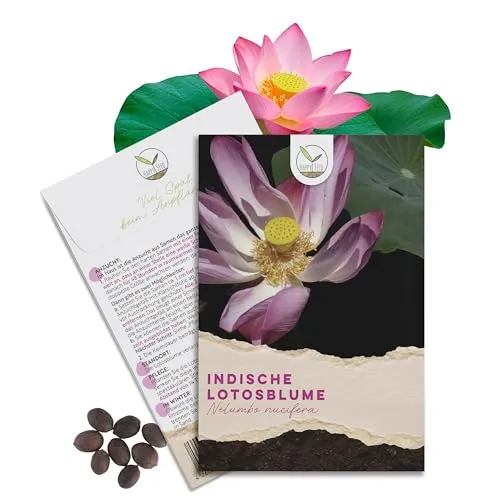 Lotus Samen winterhart (Nelumbo nucifera) - Indische Lotusblume Samen für Teich und Garten - Pflanzensamen mit hoher Keimrate, ideal für Aquarien und Teiche. Die winterharte Lotusblume bringt majestätische Blüten und ist einfach zu kultivieren.