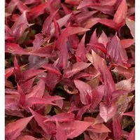 Knöterich Dragons Eye - Persicaria microcephala