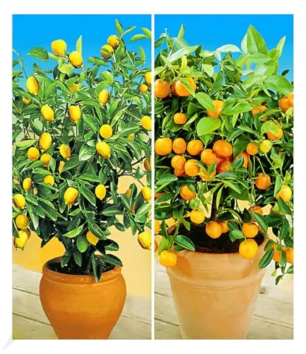 BALDUR Garten Zitronen- & Orangenbaum - Essbare Früchte für deinen Garten - Obstsamen & -pflanzen, mehrjährig mit essbaren Früchten, pflegeleicht und ideal für sonnige Standorte.