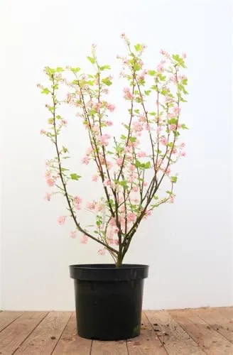 Ribes sanguineum 'King Edward VII' 40-60 cm – Winterhart, Mehrjährig, Pflegeleicht – Blutjohannisbeere – Heckenpflanze für Garten & Sichtschutz