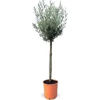 Sunny-Tree Hochstämmiger Olivenbaum 160 cm - Winterhart und Fruchtbildend - Der 10 Jahre alte Olivenbaum Olea Europaea bringt mediterranes Flair in jeden Garten. Ideal für sonnige Standorte, winterhart bis -18 °C, pflegeleicht und mit eleganter Krone.