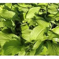 Funkie Honeybells - Hosta plantaginea
