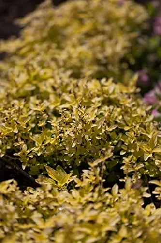 Origanum vulgare 'Aureum' 11x11 cm Topf – Winterhart, Mehrjährig, Pflegeleicht – Goldmajoran – Kräuterpflanze für Beet & Balkon