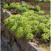 Walzen Wolfsmilch - Euphorbia myrsinites