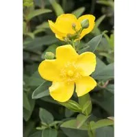 Hypericum 'Hidcote' - Pflegeleichtes Johanniskraut mit leuchtend gelben Blüten - Ideales Johanniskraut für Hecken und sonnige Standorte. Attraktive Blüten ziehen Bienen und Schmetterlinge an. Winterhart bis -20 °C und trockenheitsresistent – perfekt für Gartenanfänger.