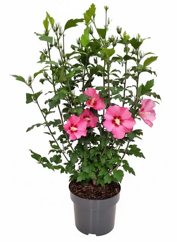 Hibiscus syriacus Woodbridge - Garten-Eibisch in Rosa - Wunderschöner Hibiskus mit rosa Blüten, ideal für sonnige, windgeschützte Standorte. Pflegeleicht und perfekt für jeden Garten!