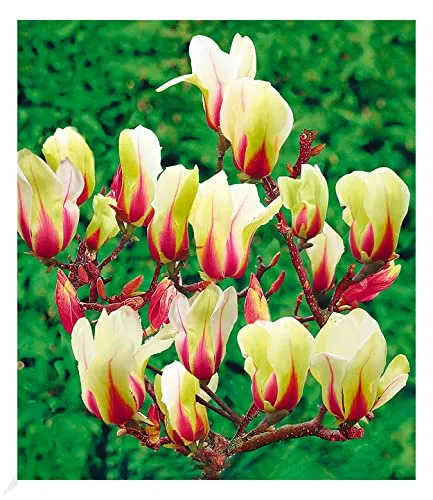 BALDUR Garten Magnolie Sunrise – Meisterzüchtung mit unvergleichlichem Farbspiel - Baumsamen & -pflanzen, winterhart und blühend, ideal für sonnige bis halbschattige Standorte, bringt unzählige Knospen für eine spektakuläre Blüte im April-Mai.