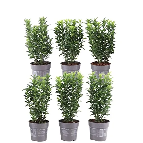 Plants by Frank | Grüne Spindelstrauch Hecke 1m | Euonymus japonicus 'Green Spire' - Samen & Pflanzen von Hecken & Sträuchern – Immergrüne, pflegeleichte Hecke, ideal für Sicht- und Windschutz, direkt von der Gärtnerei.