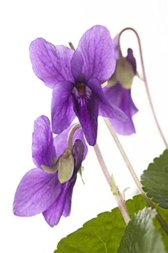 Viola odorata 'Königin Charlotte' – Duftveilchen im 9x9 cm Topf - Das elegante Duftveilchen 'Königin Charlotte' begeistert mit großen, violetten Blüten und einem betörenden Duft. Ideal als Bodendecker oder Kübelpflanze für schattige Plätze – pflegeleicht und zuverlässig.