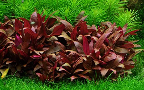 Tropica 1-2-GROW! Mini-Papageienblatt / Alternanthera reineckii 'mini' von TROPICA